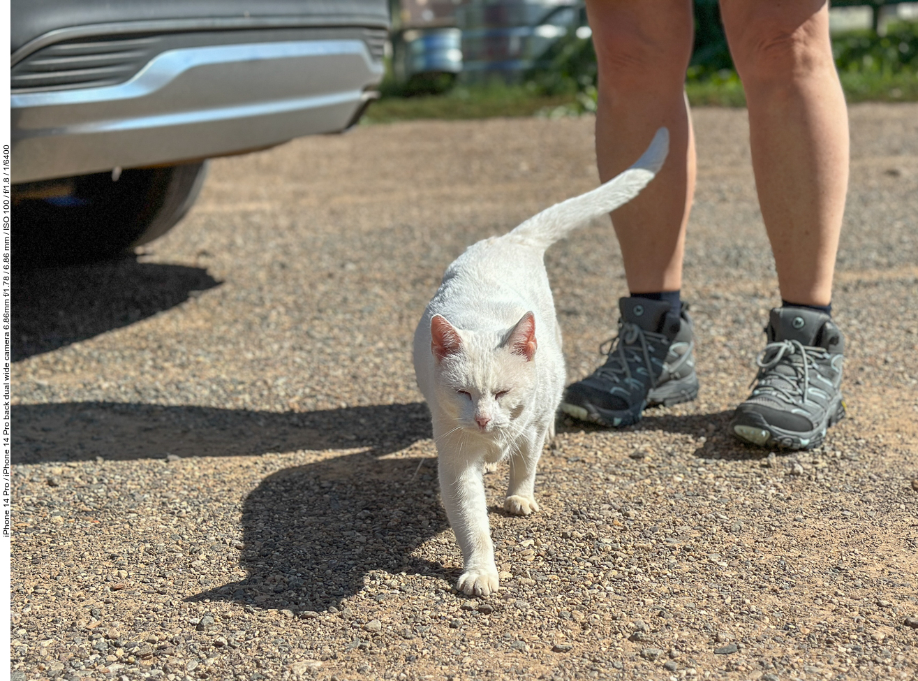 Während der Reparatur, schleicht die verschmuste Werkstatt-Katze um uns herum