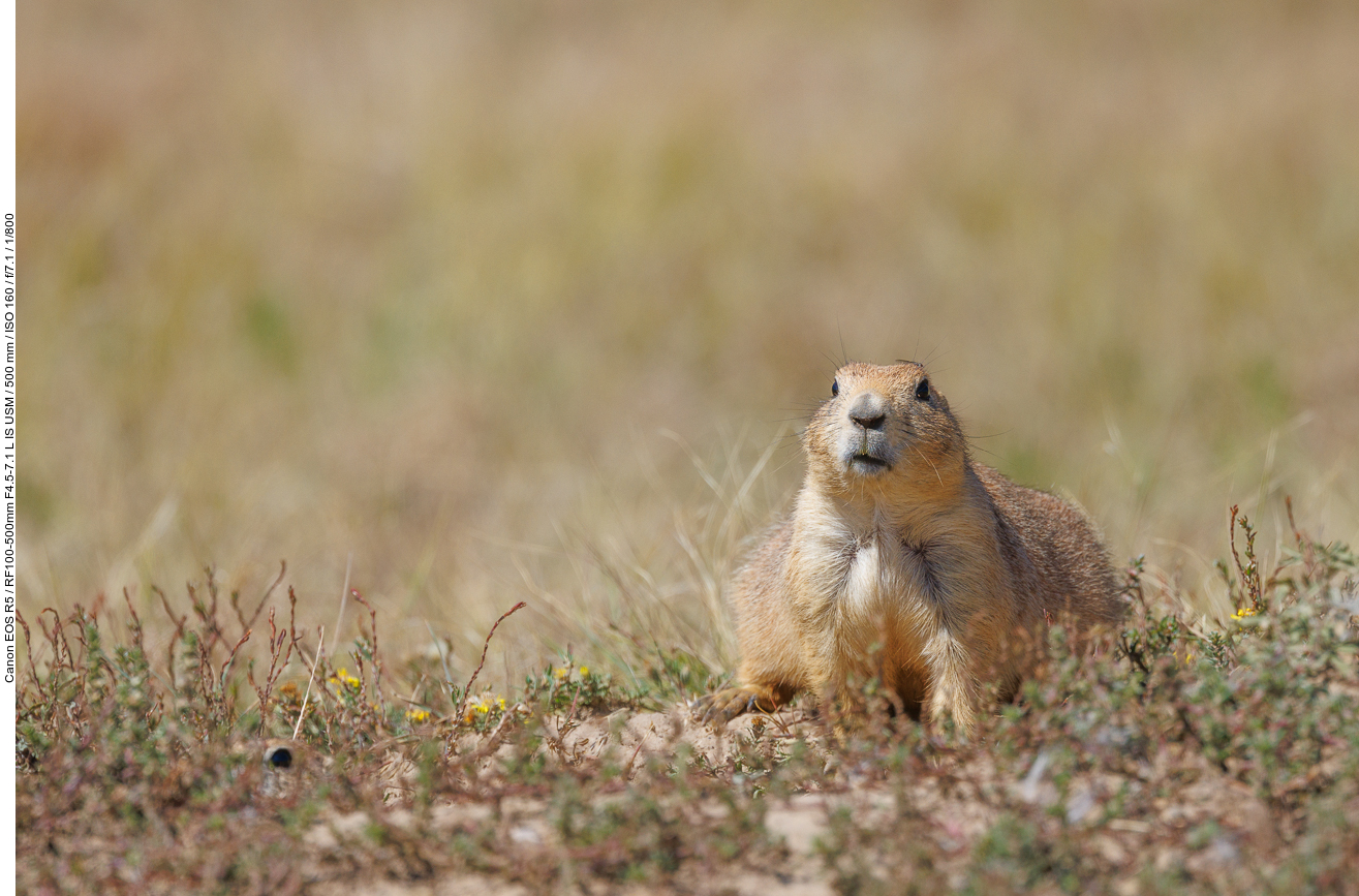 Die Tiere sind immer wachsam