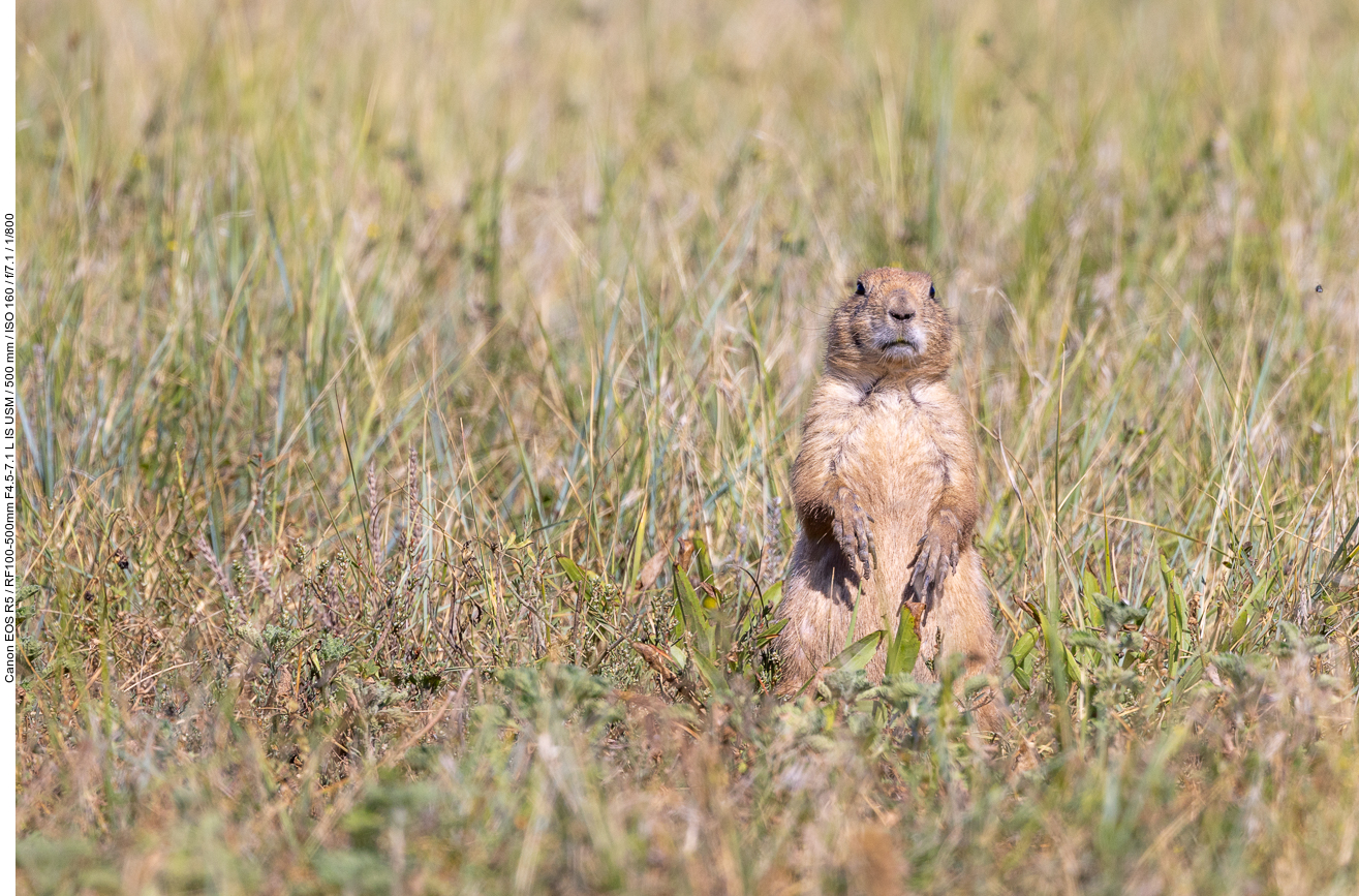 Hier gibt es auch eine "Prairie Dog Town"