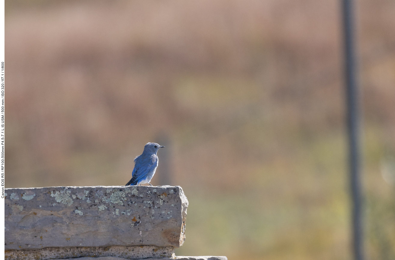 Hier finden Singvögel genügend Insekten