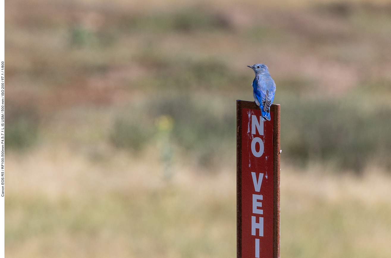 Ein Mountain Bluebird Sialia [currucoides] lässt sich in unsrer Nähe nieder