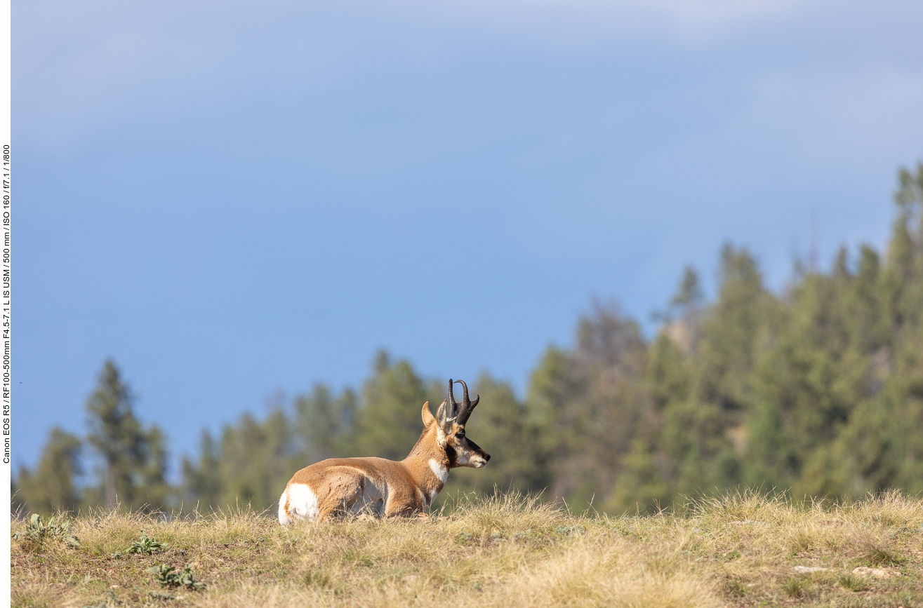 Hier gibt es auch Pronghorns