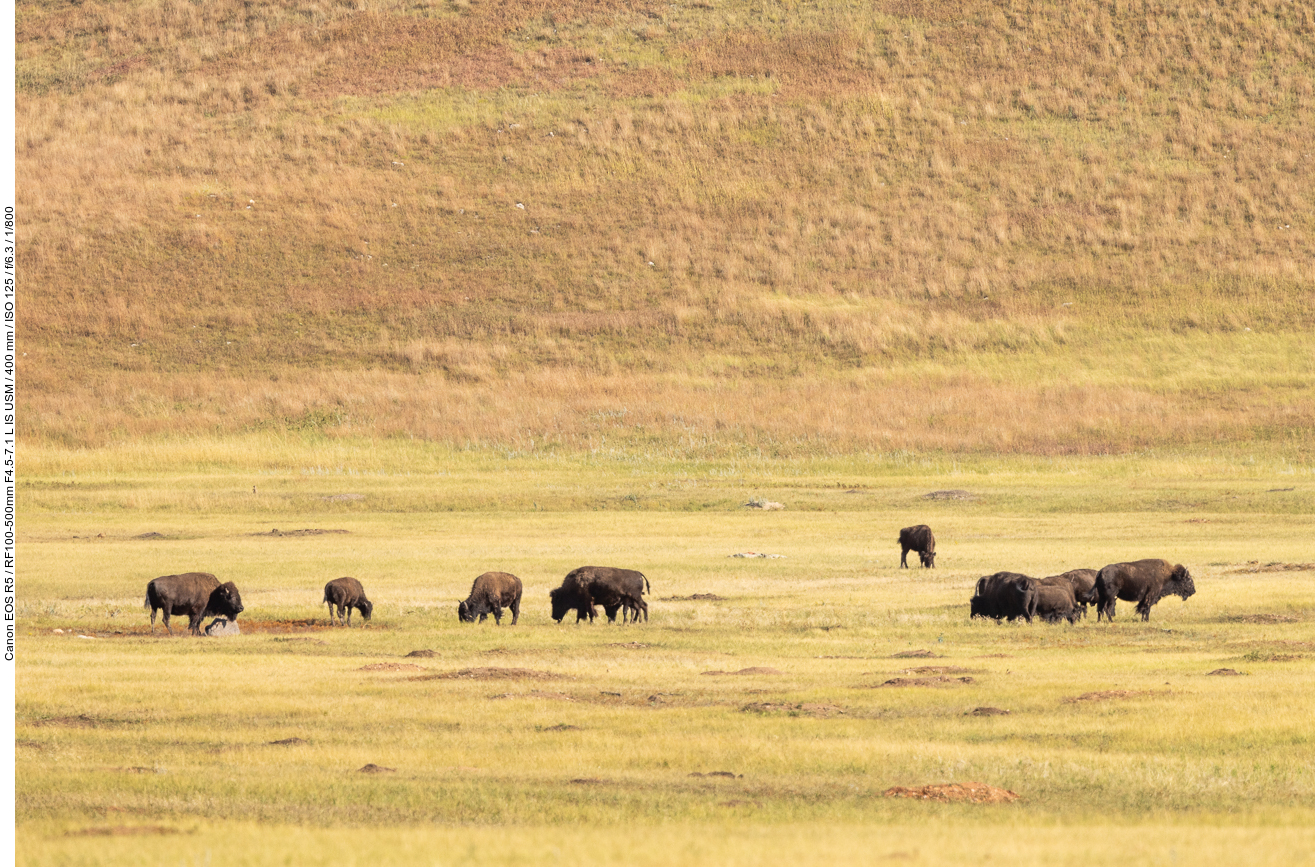 Zwischen den Bisons ...