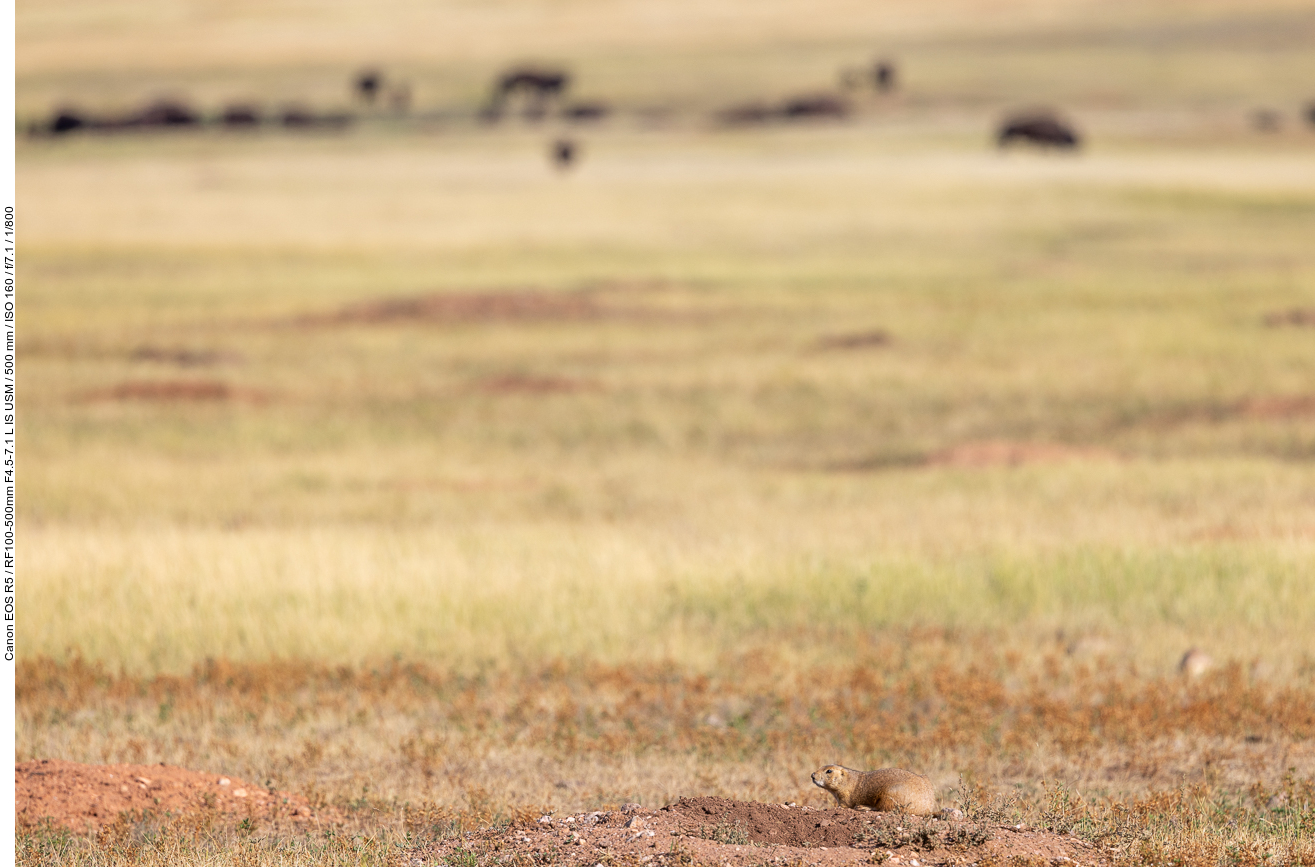 Die Bisons scheinen die Präriehunde nicht zu stören