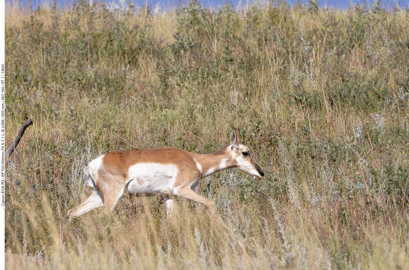 Weitere Pronghorns bevölkern die Ebenen