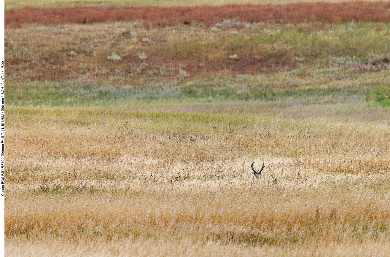 Ein Pronghorn versteckt sich im hohen Gras
