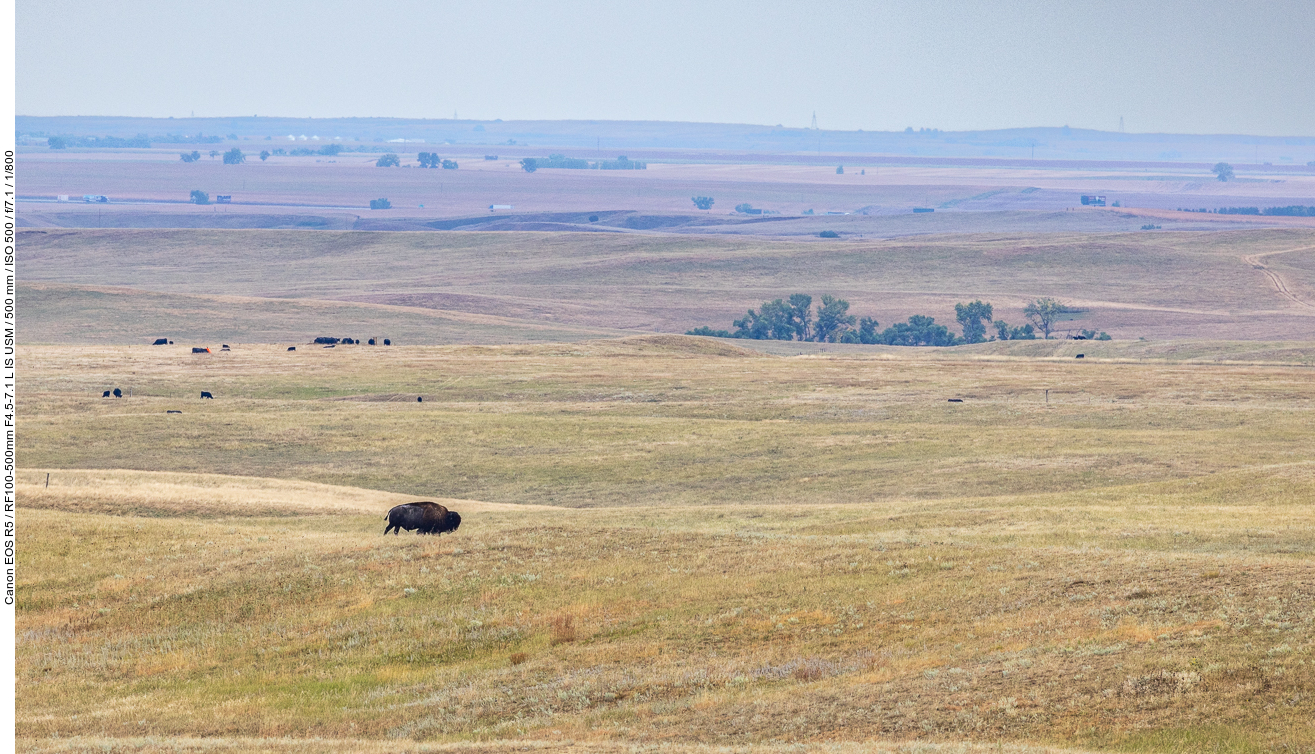 Im Vordergrund ein Bison, die Tiere im Hintergrund dürften Kühe sein