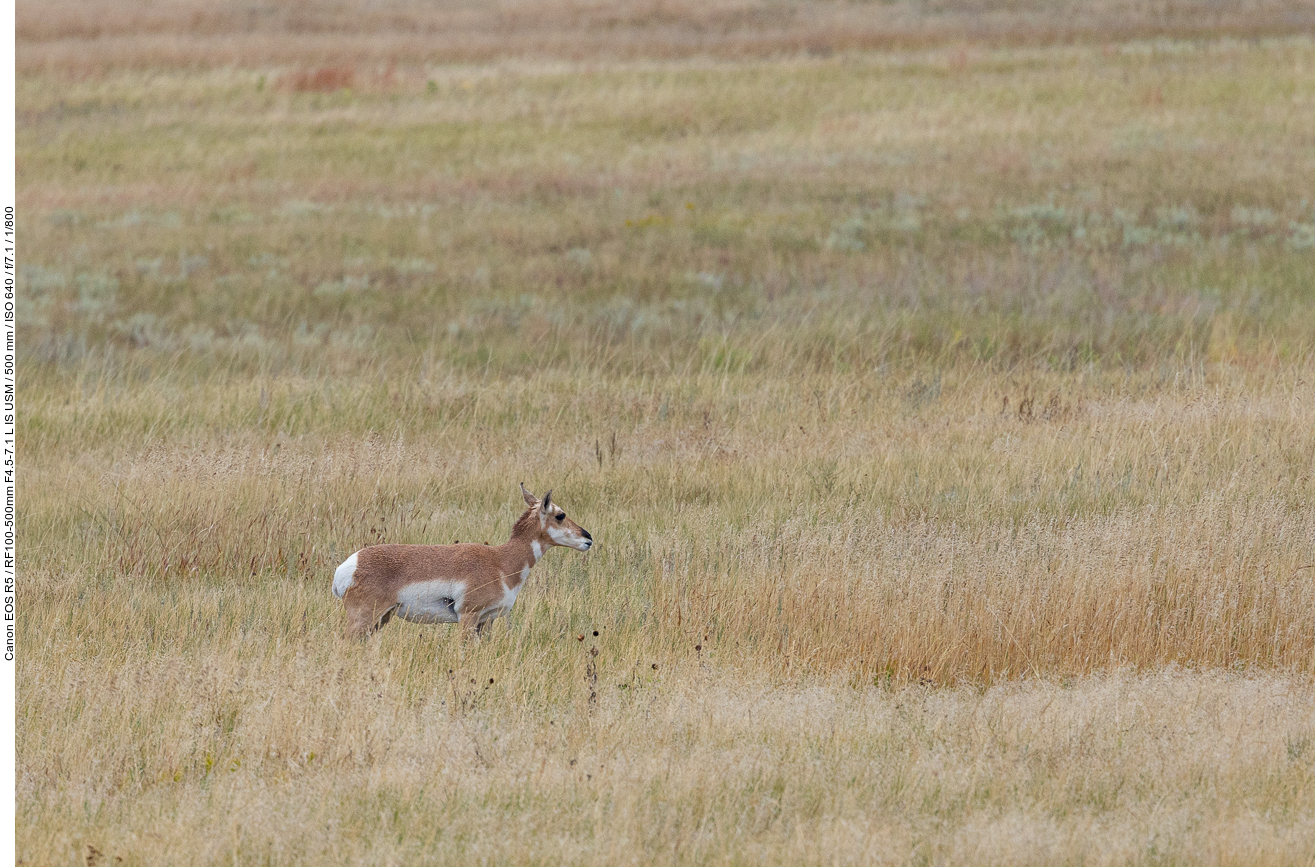 Ein Pronghorn etwas weiter weg ...