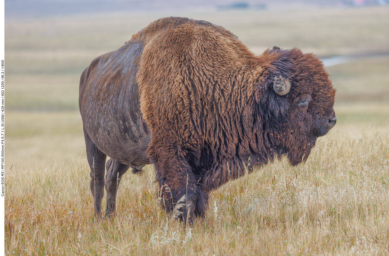 ... dafür kommt uns der Bison ziemlich nahe