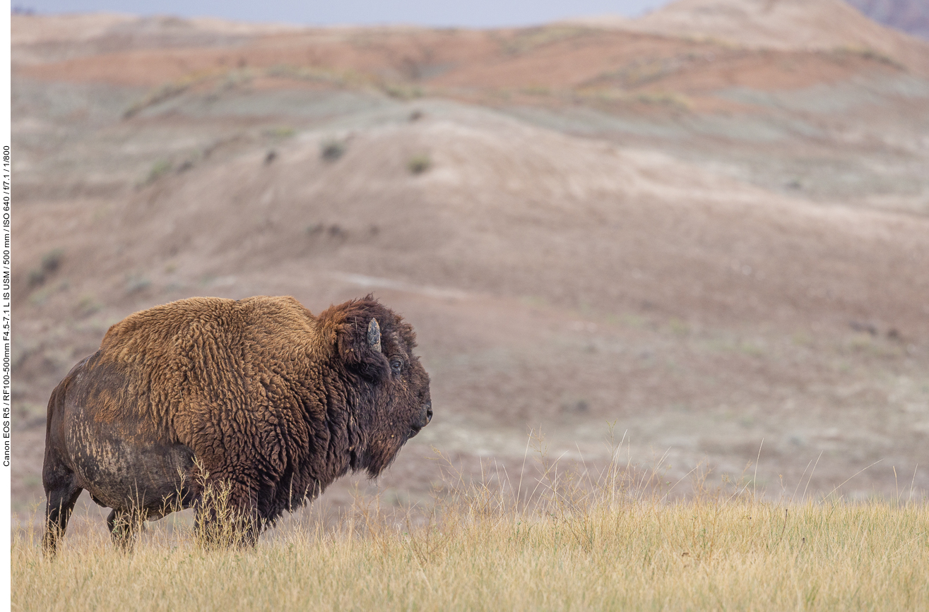 Diese Bisons stehen am Wegesrand ...