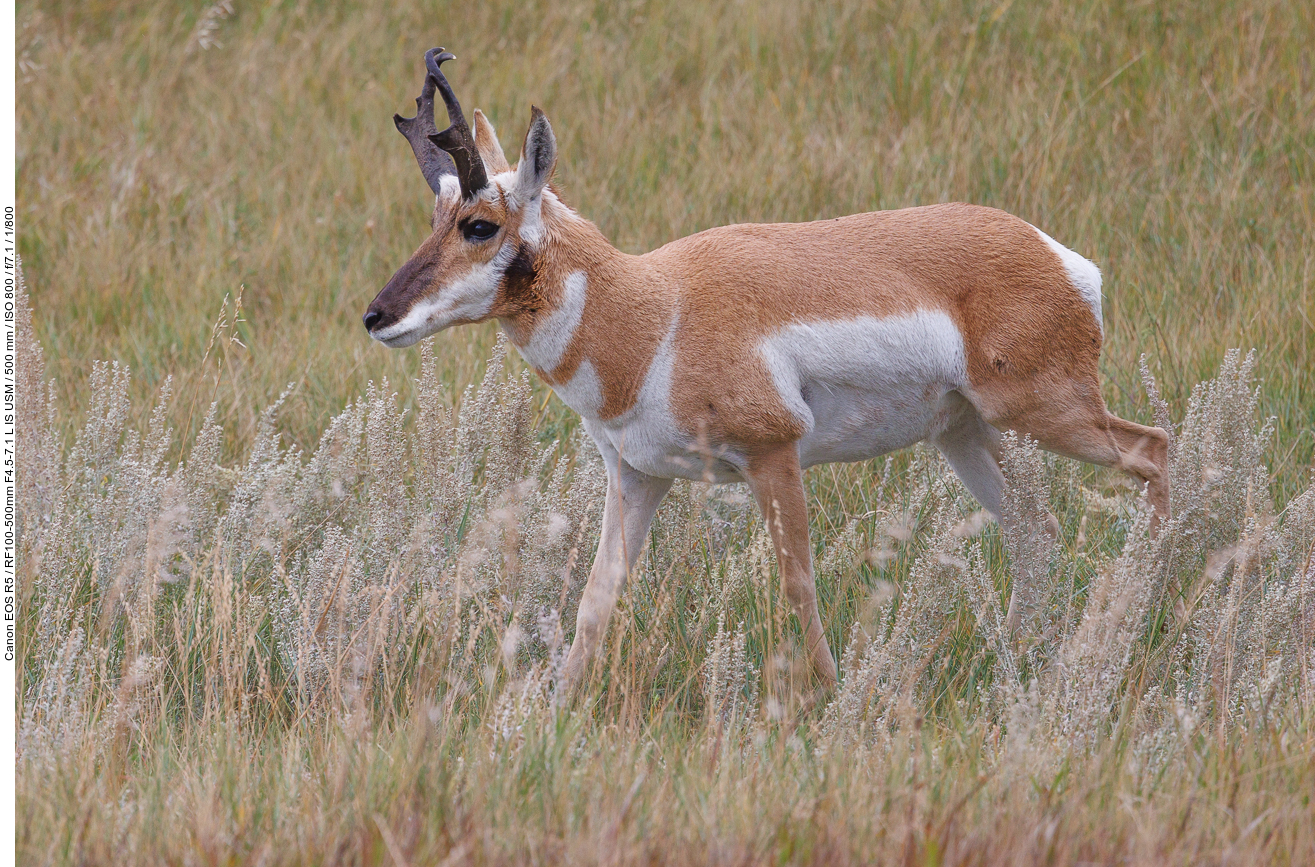 Auch das Pronghorn in der Nähe ...