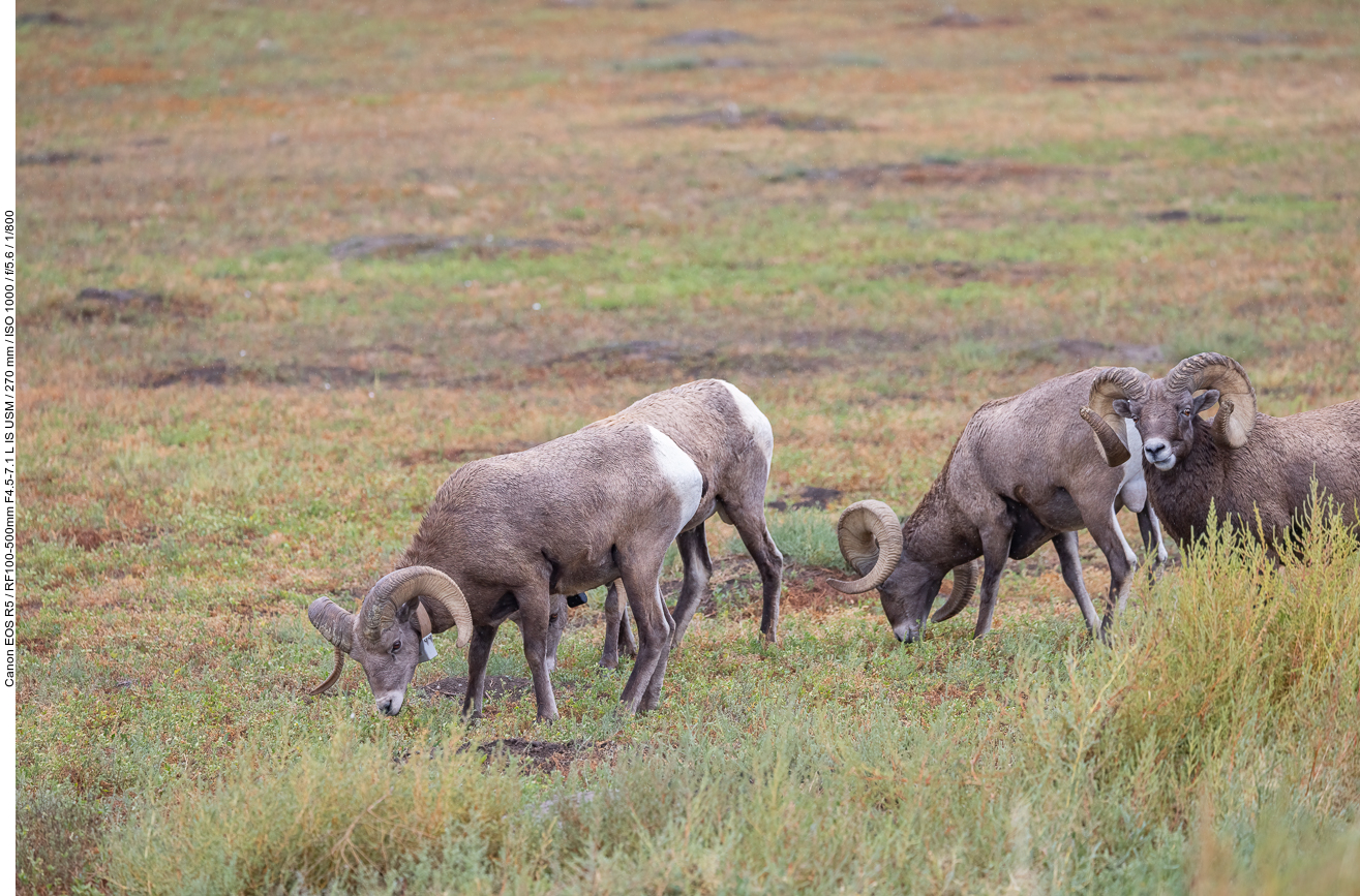 Da wir in der "Bighorn Canyon National Recreation Area" keine Bighorns gesehen haben ...