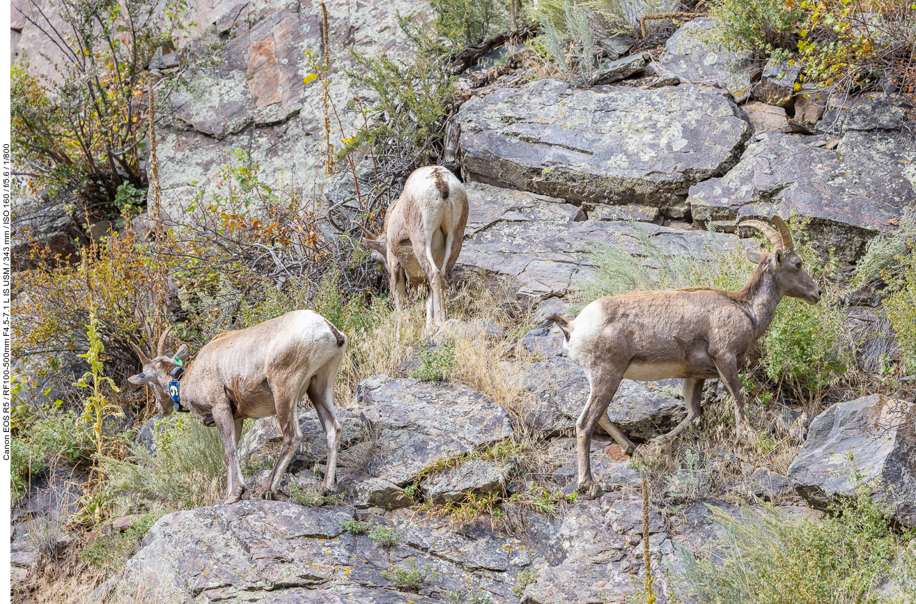 Unterwegs treffen wir auf einige Dickhornschafe [Ovis canadensis] ...