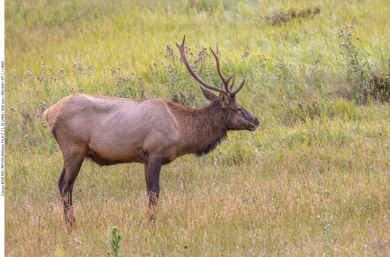 Kaum sind wir im Rocky Mountain National Park ...