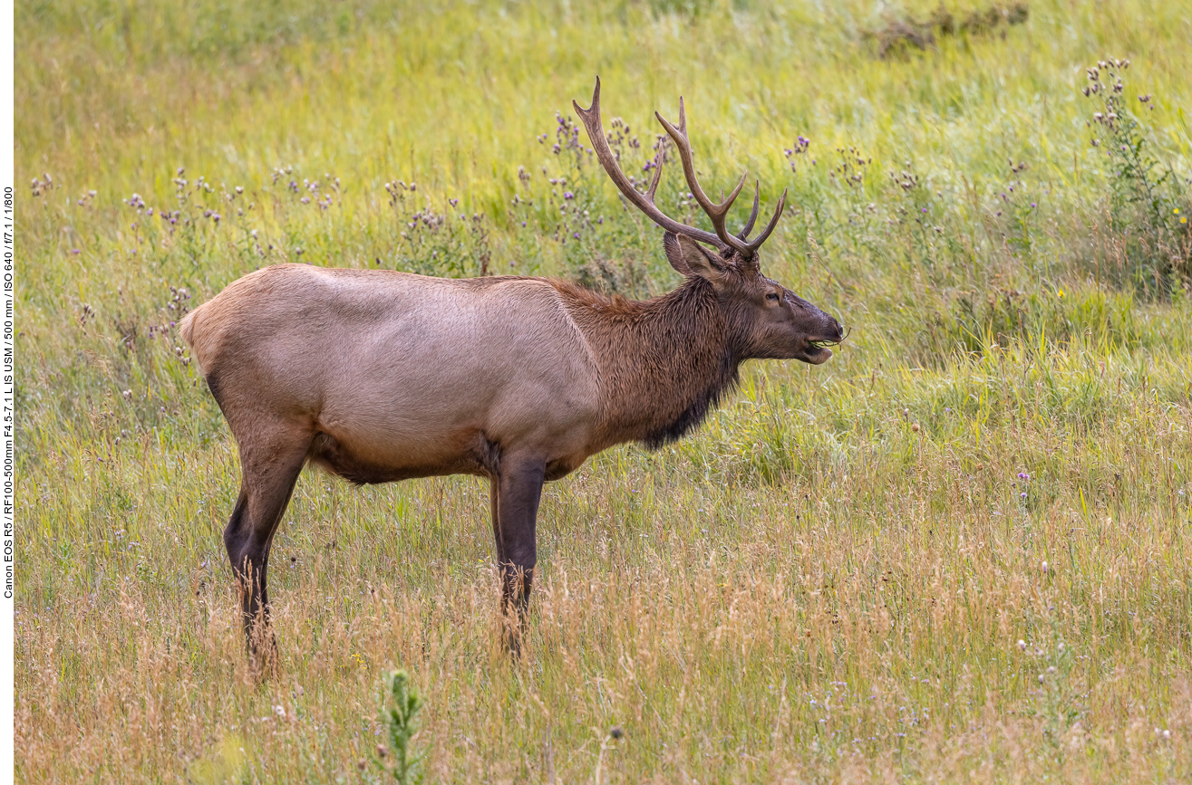 ... treffen wir auf einen schönen Elk (Wapiti) [Cervus canadensis]