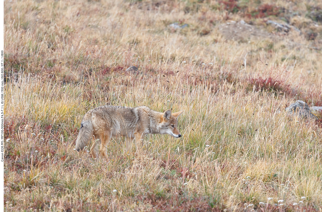 Auf ca. 3.000 Meter Höhe treffen wir auf einen Kojoten [Canis latrans]