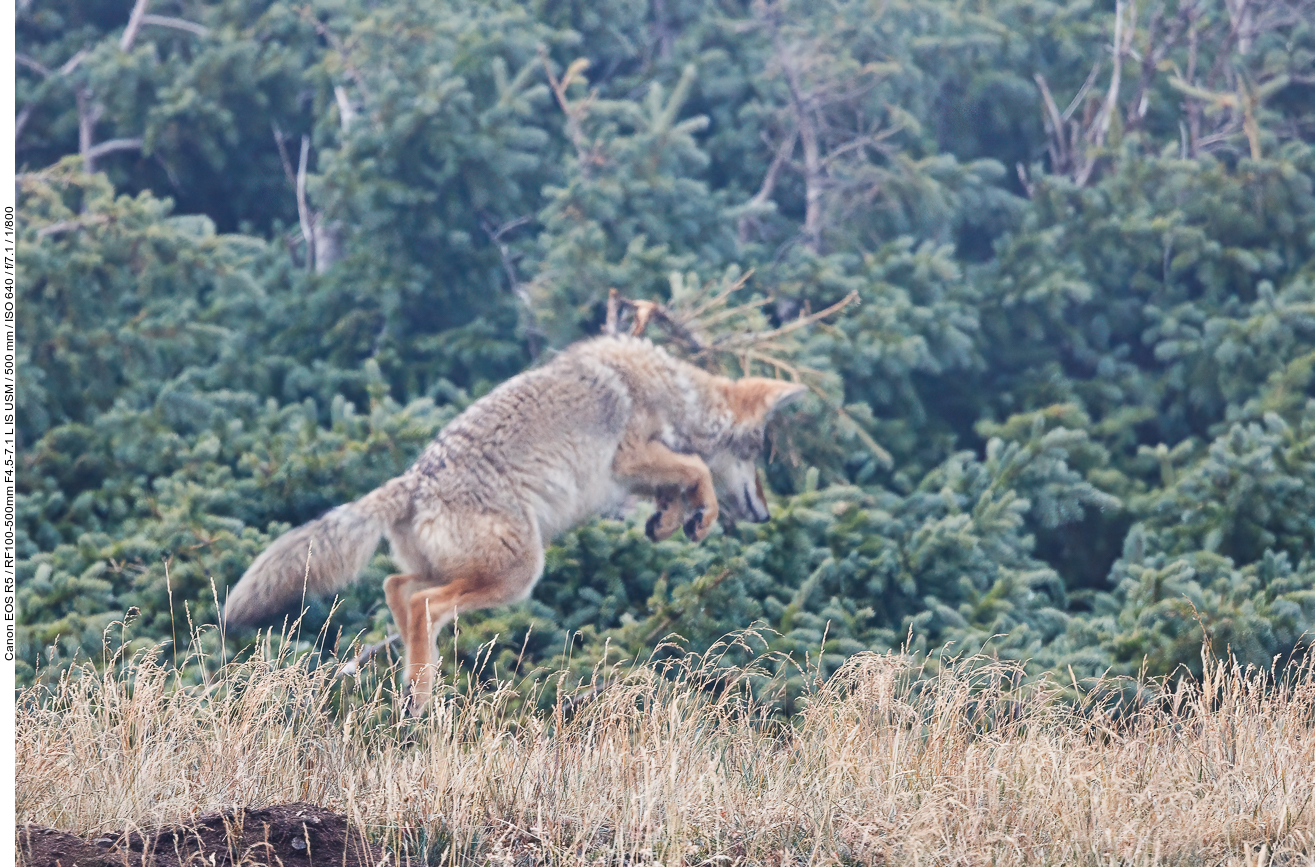 Beutesprung (Maussprung) wie ein Fuchs ...