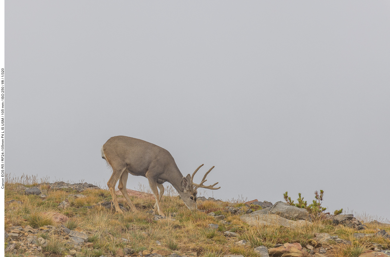 Auf über 3.000 Meter Höhe entdecken wir diesen Maultierhirsch ...