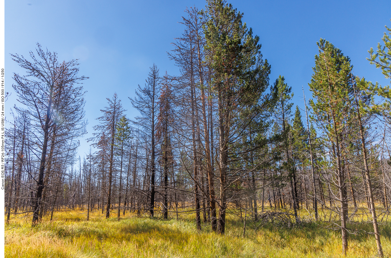 Hier sehen wir, dass vor einiger Zeit der Wald gebrannt hatte