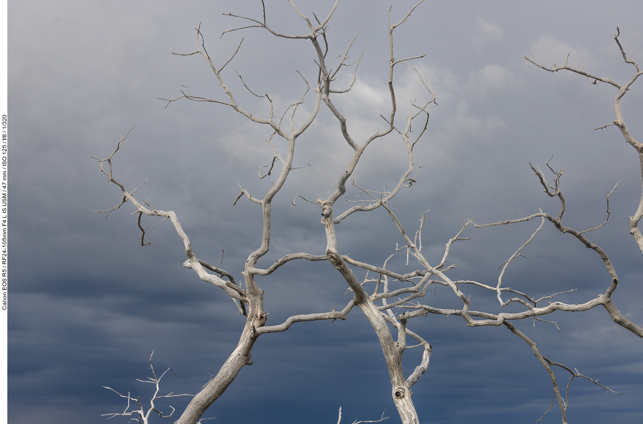 Gewitterwolken und abgestorbene Bäume