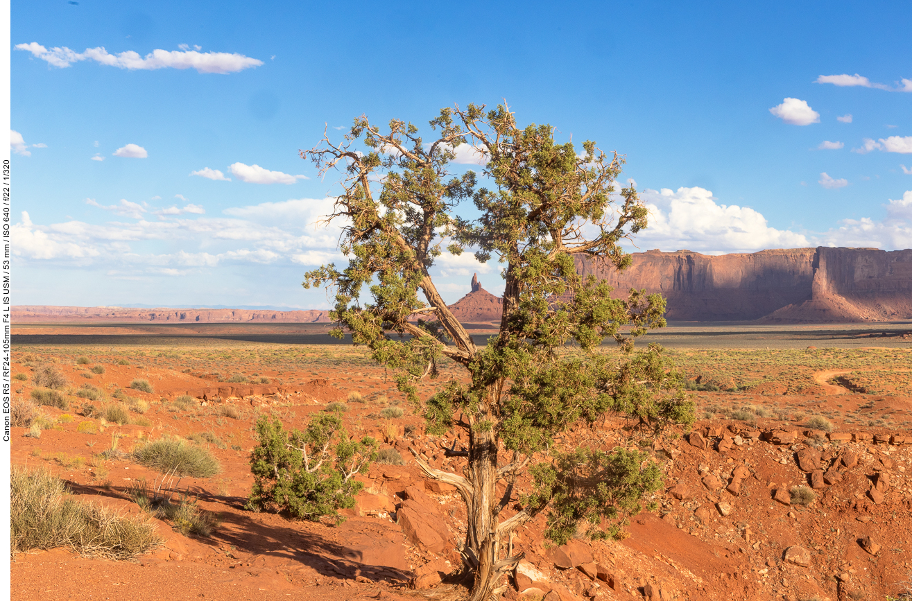 Butte durch eine Astlücke 