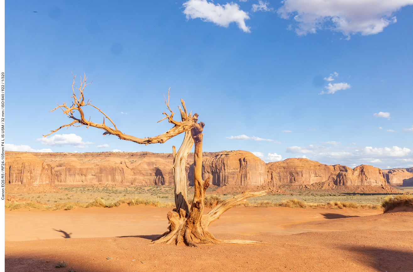 Abgestorbener Baum