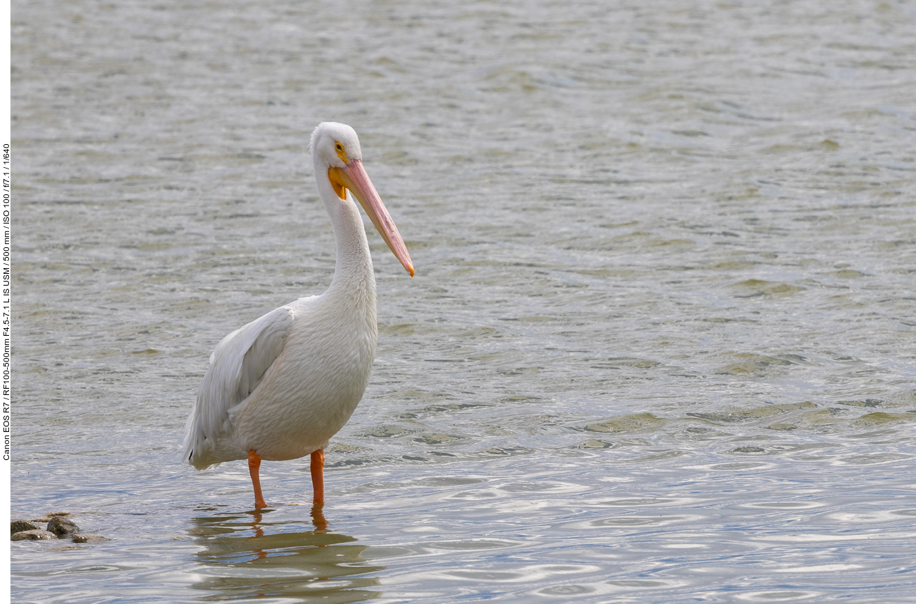 American White Pelican [Pelecanus erythrorhynchos]