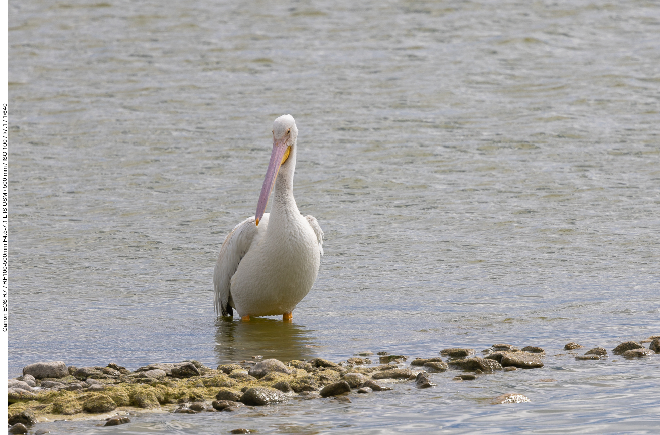 American White Pelican [Pelecanus erythrorhynchos]