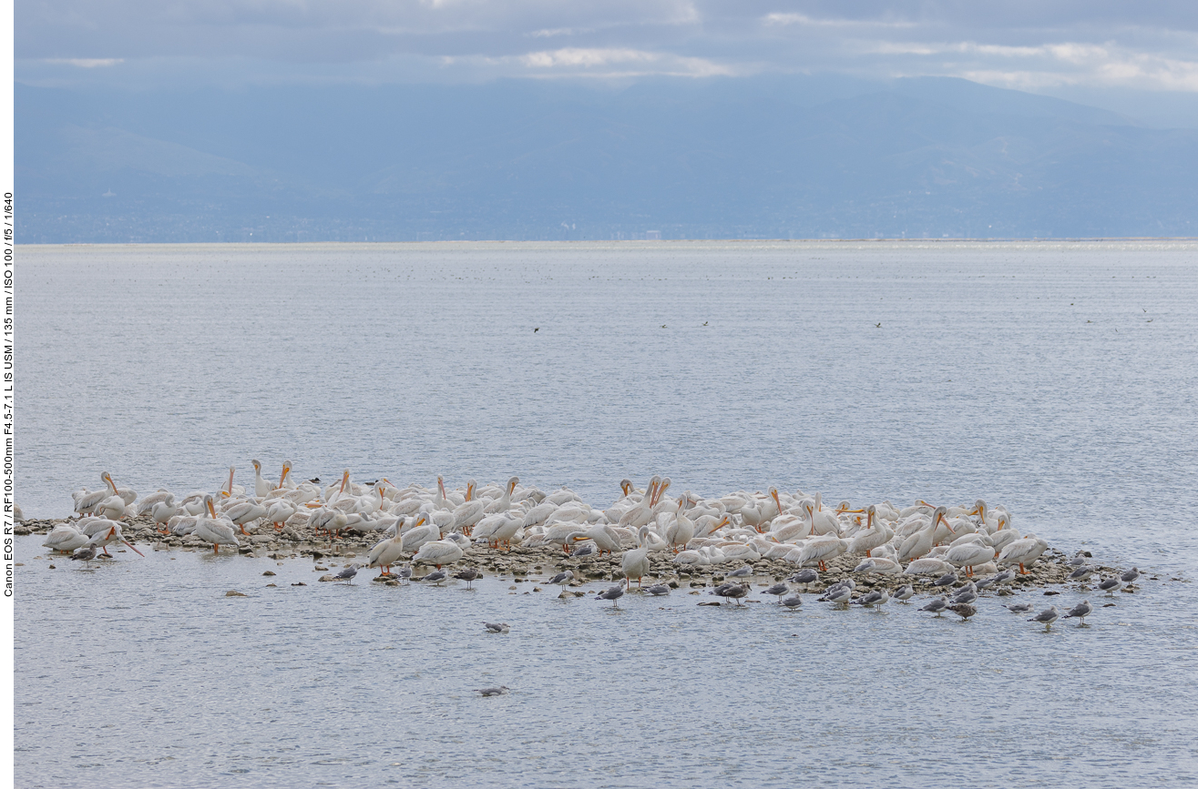 Zahlreiche Pelikane haben sich auf einer Steinfläche versammelt