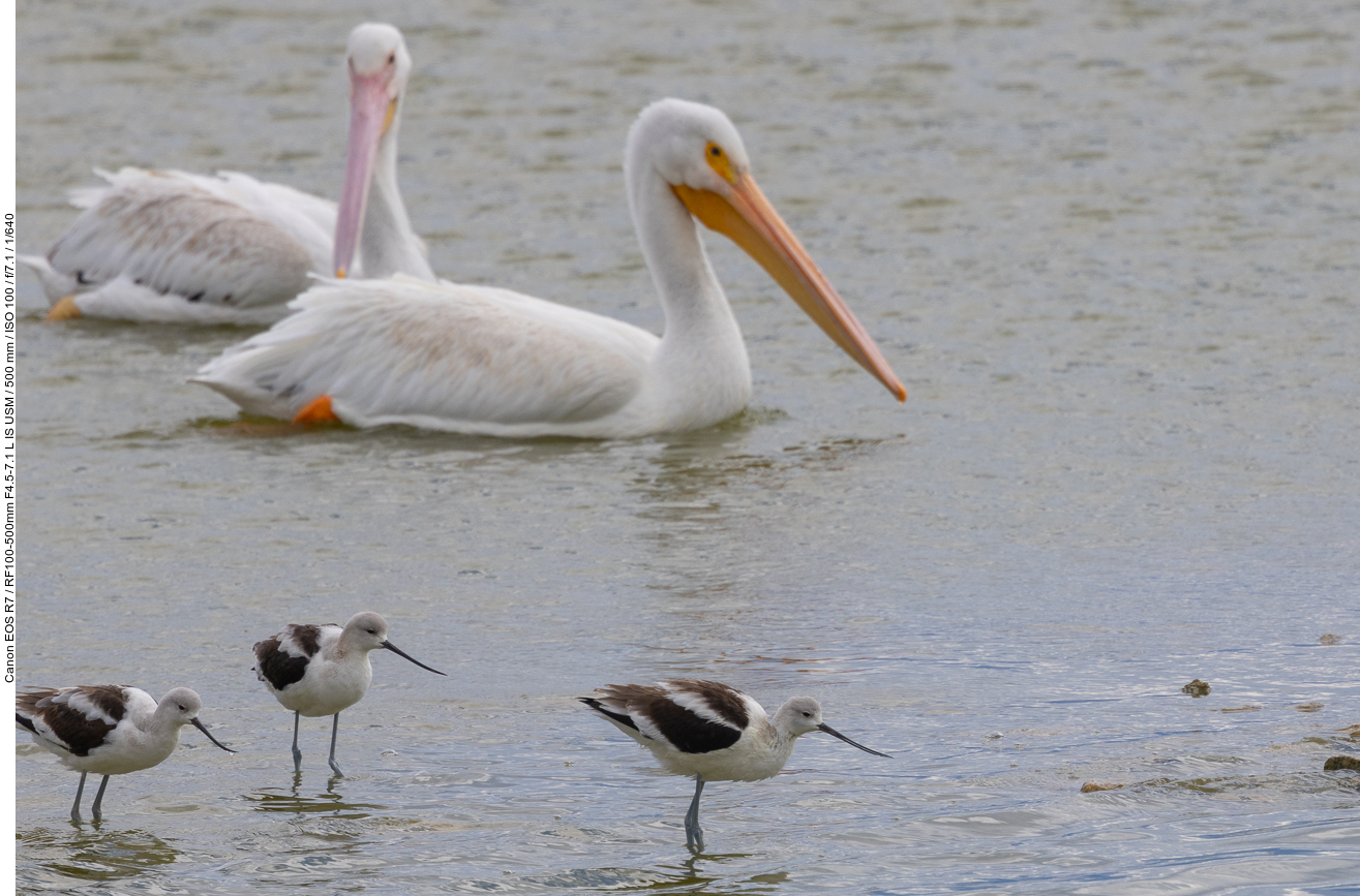 Pelikane und Säbelschnäbler