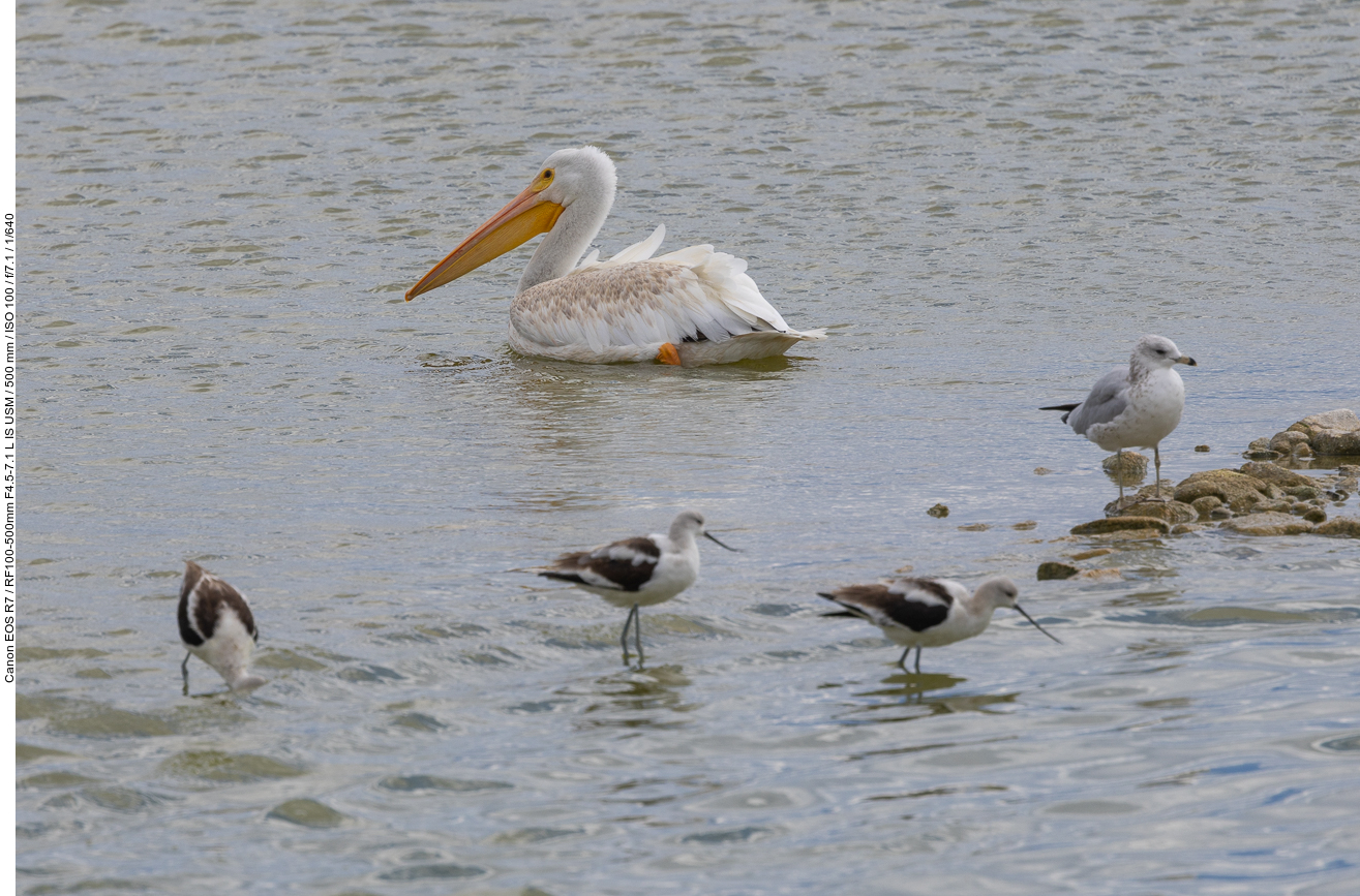 Pelikan, Kaliforniermöwe [Larus californicus] und Säbelschnäbler