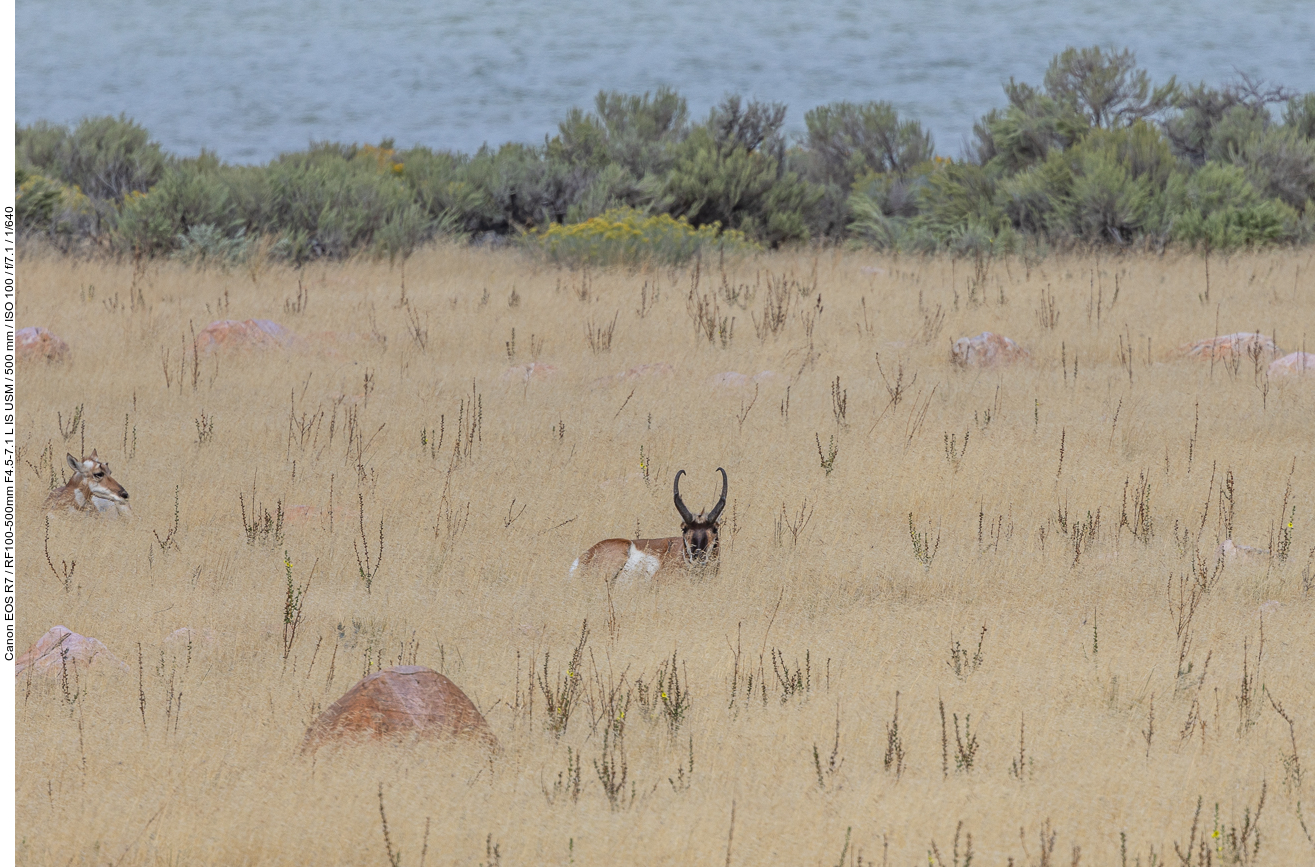 Auch einige Pronghorns können wir hier entdecken ...