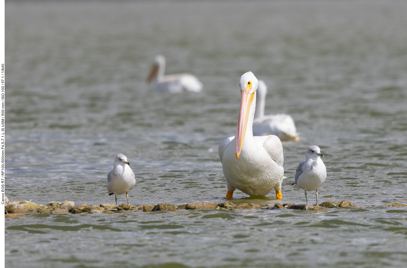 Pelikane und Möwen