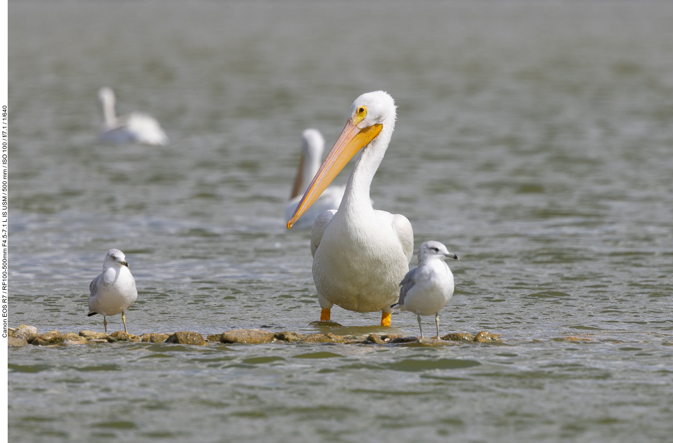 Pelikane und Möwen