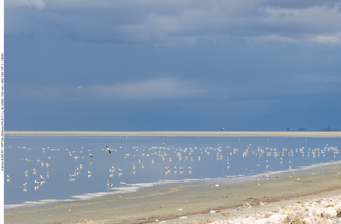 Am Ufer befinden sich zahlreiche Wasservögel
