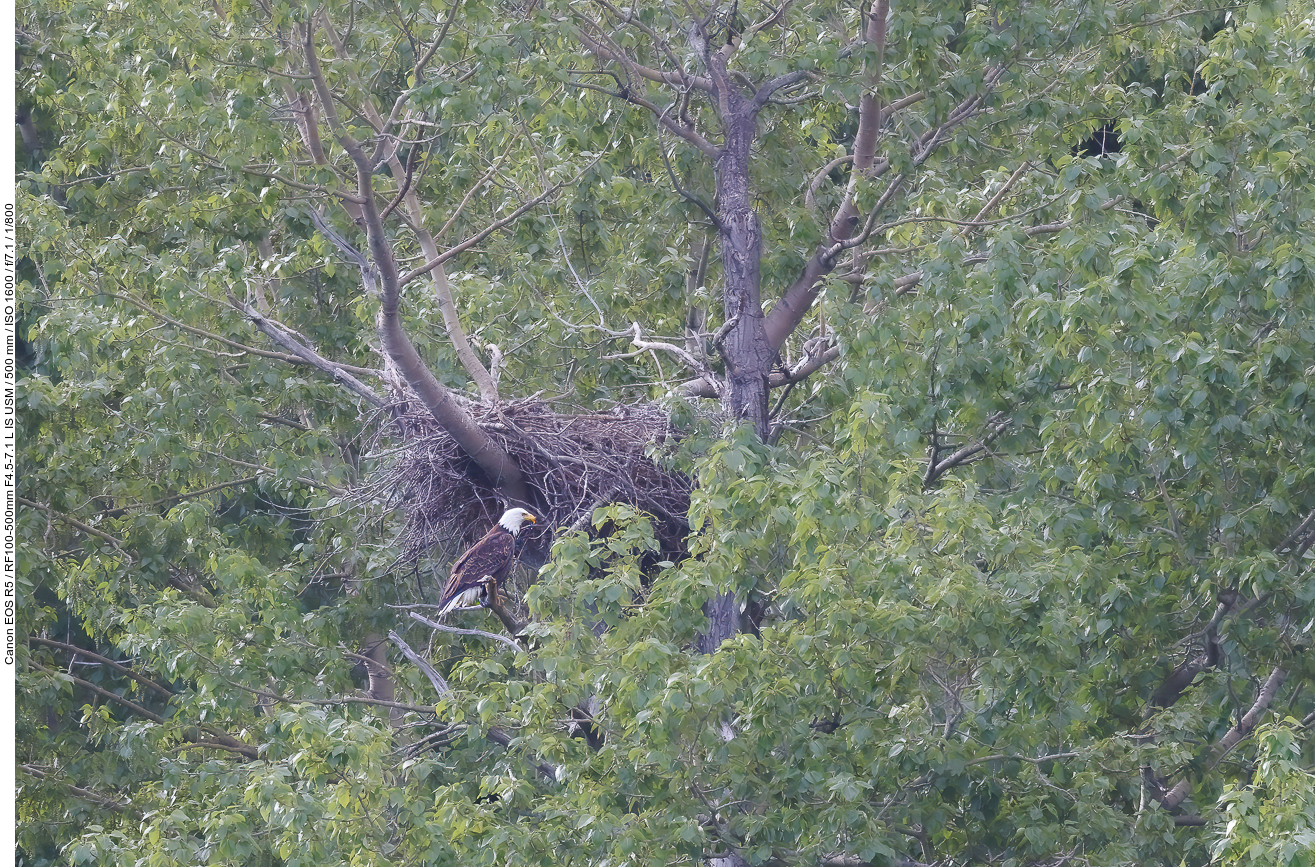 Ganz weit entfernt entdeckten wir das Nest eines Weißkopfseeadlers (Bald Eagle) [Haliaeetus leucocephalus]