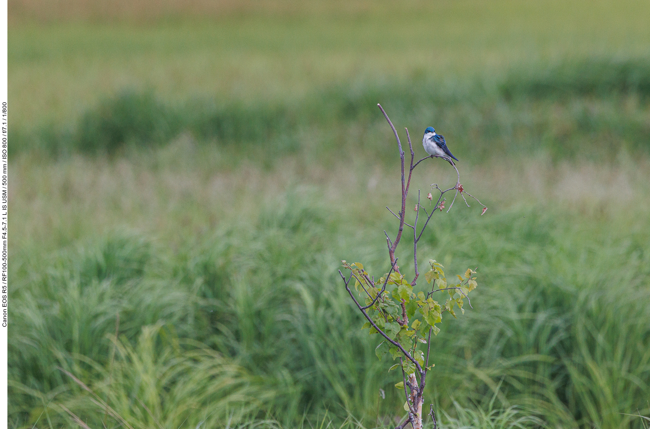 Sumpfschwalbe (Tree Swallow) [Tachycineta bicolor]