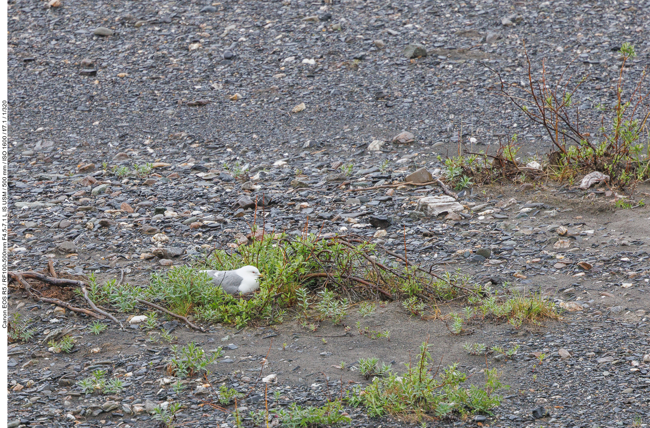 Sturmmöwen (common gull or sea mew) [Larus canus] brüten hier im Flußbett ...