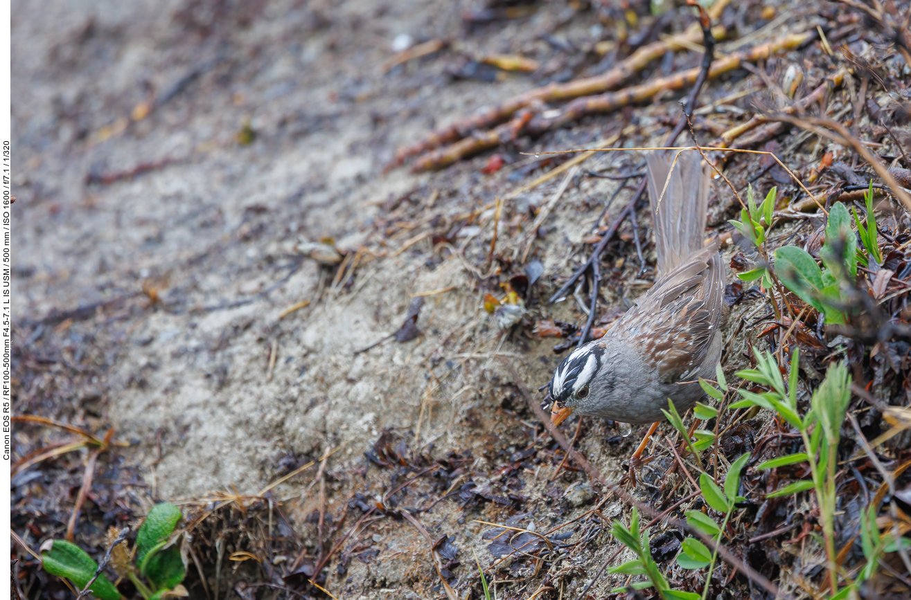 Dachsammer (White-crowned Sparrow) [Zonotrichia leucophrys]