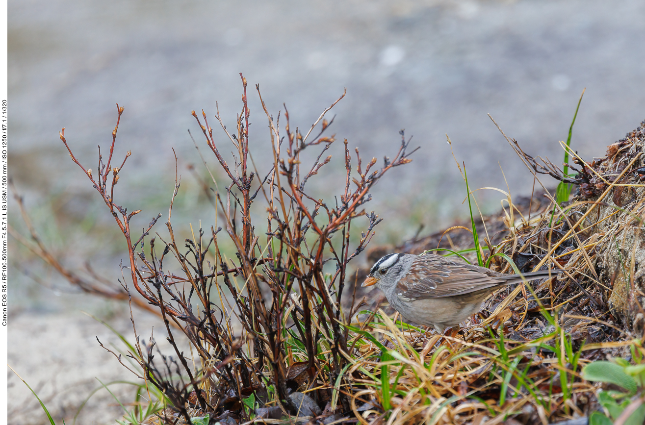 Dachsammer (White-crowned Sparrow) [Zonotrichia leucophrys]