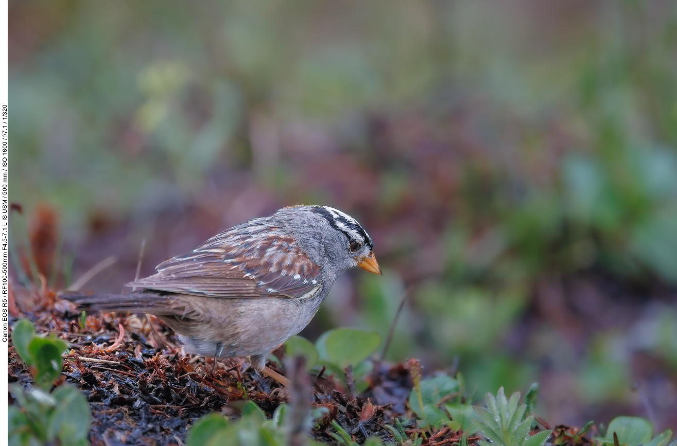 Dachsammer (White-crowned Sparrow) [Zonotrichia leucophrys]