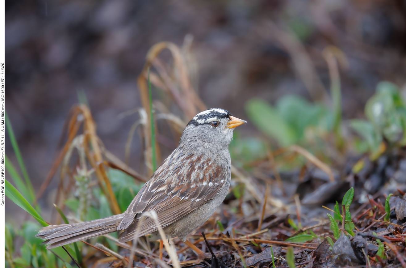 Dachsammer (White-crowned Sparrow) [Zonotrichia leucophrys]