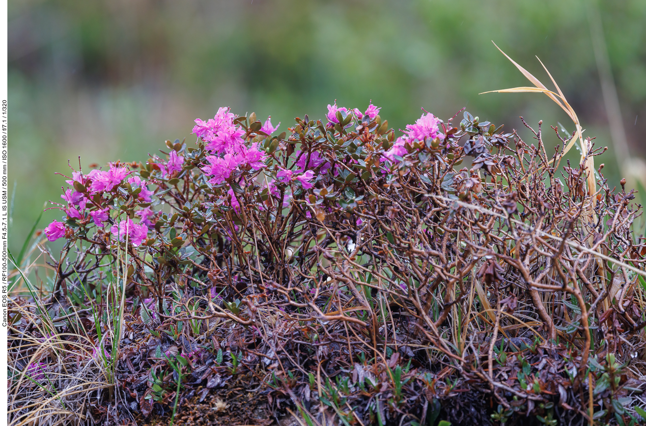 Lappland-Alpenrose [Rhododendron lapponicum]