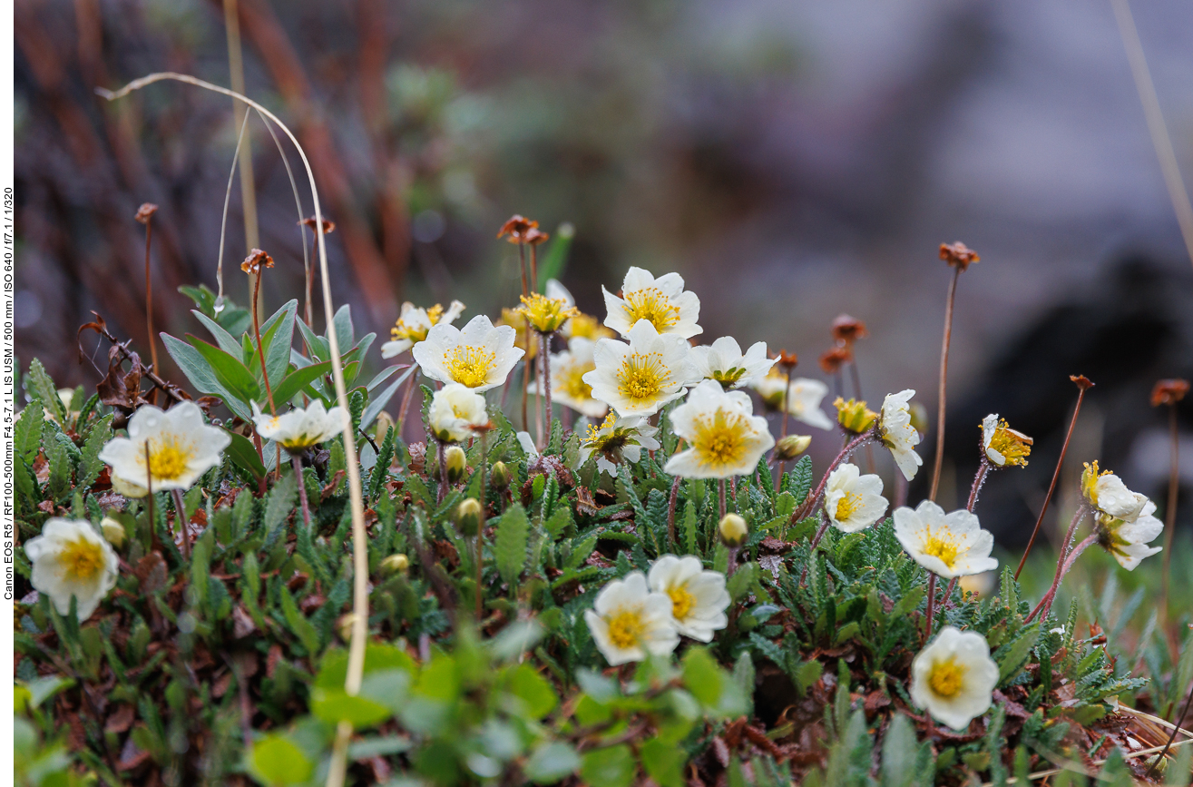 Weiße Silberwurz [Dryas octopetala]