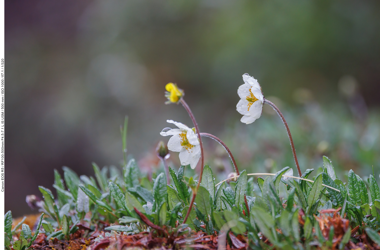 Weiße Silberwurz [Dryas octopetala]