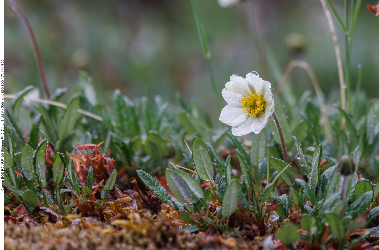 Weiße Silberwurz [Dryas octopetala]