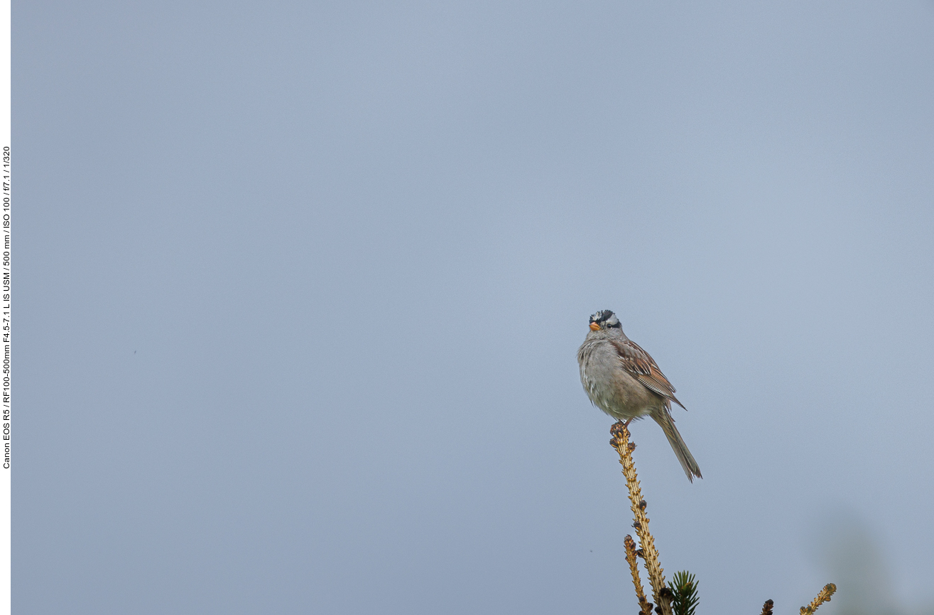 Nochmal die Dachsammer (White-crowned Sparrow) [Zonotrichia leucophrys]