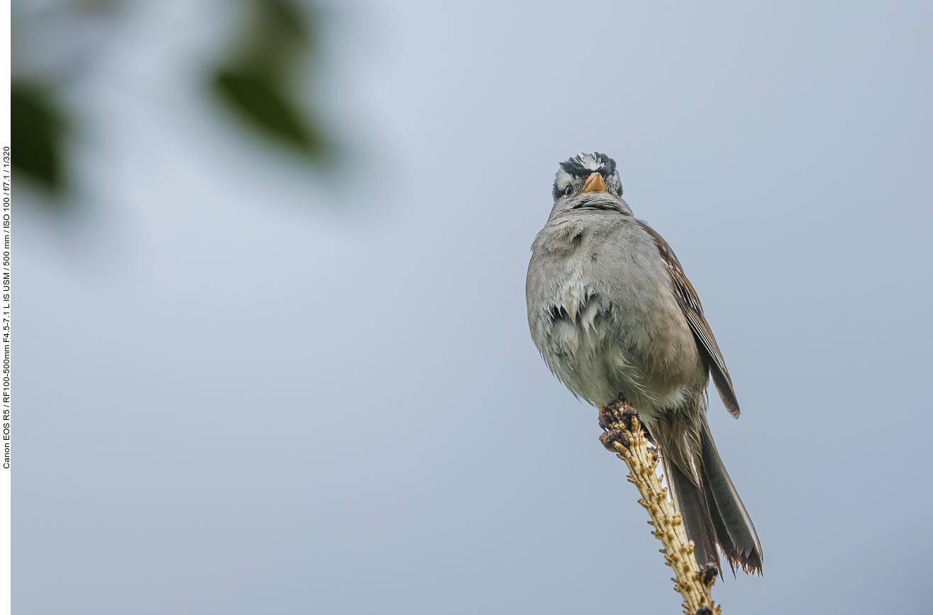 Dachsammer (White-crowned Sparrow) [Zonotrichia leucophrys]
