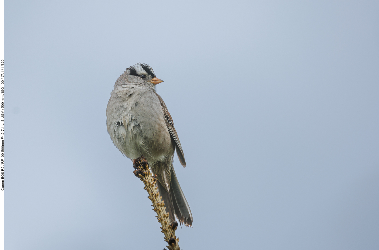 Dachsammer (White-crowned Sparrow) [Zonotrichia leucophrys]