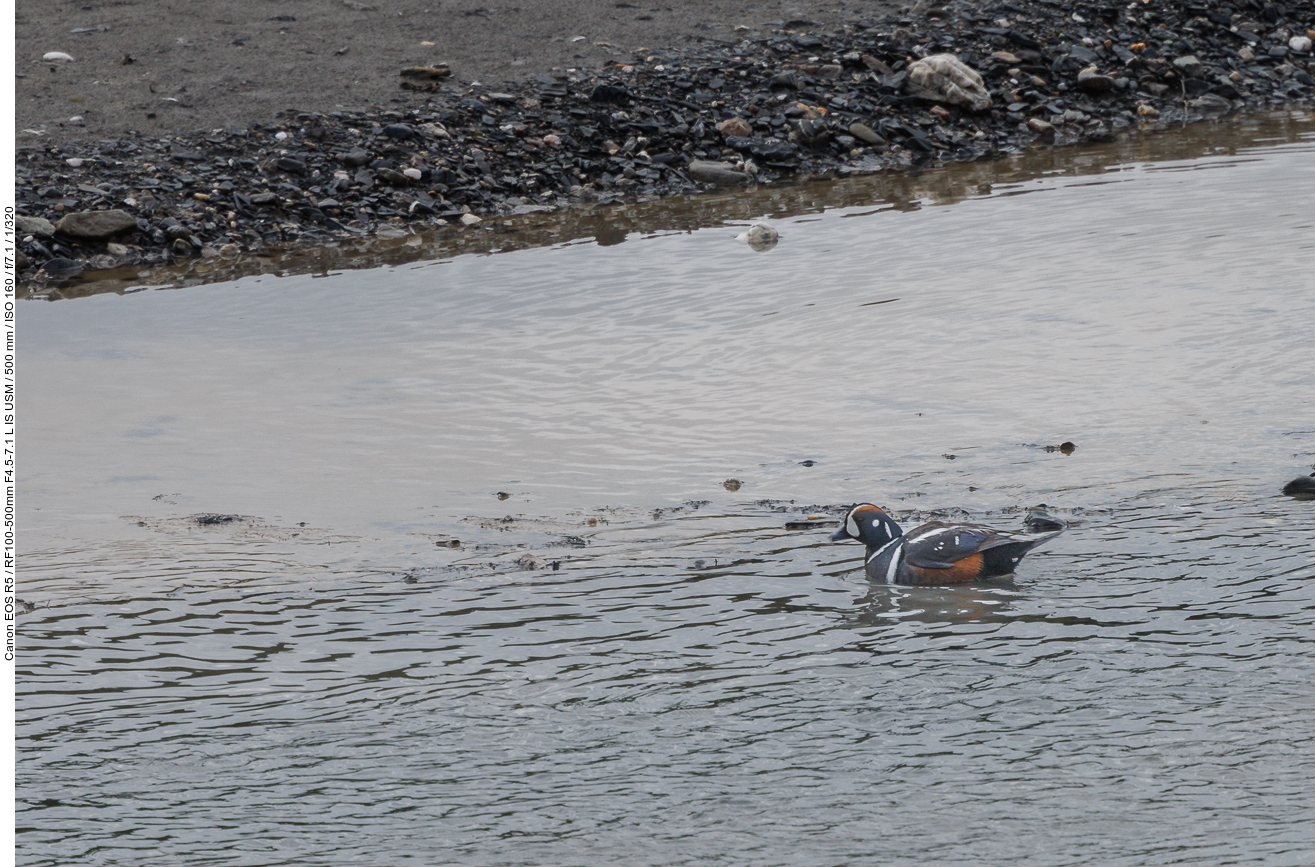 Kragenente (Harlequin duck) [Histrionicus histrionicus]